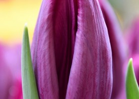 Тюльпан deep purple rock фото и описание